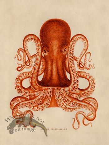 Octopus Orange 02
